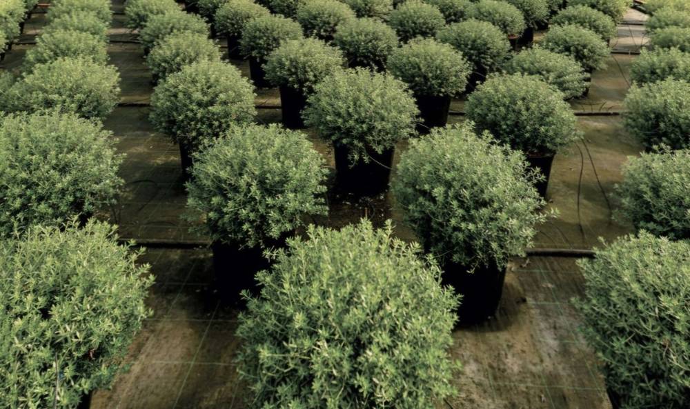 Végétaux : L’essence même de votre jardin