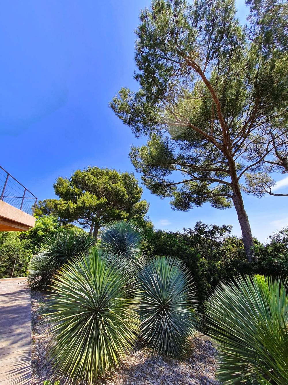 BORMES LES MIMOSAS 3